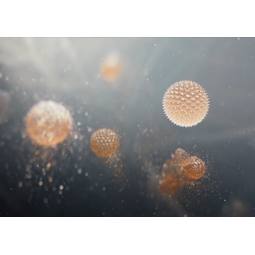 EFFBTH4 - POLLEN CARE FILTER
